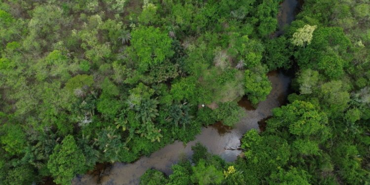 Biomas brasileiros terão 600 mil hectares recuperados em nova ofensiva socioambiental