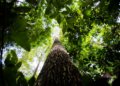 BNDES destina R$ 6 bilhões ao crédito de carbono para ampliar investimentos sustentáveis no Brasil