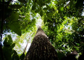 BNDES destina R$ 6 bilhões ao crédito de carbono para ampliar investimentos sustentáveis no Brasil