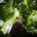 BNDES destina R$ 6 bilhões ao crédito de carbono para ampliar investimentos sustentáveis no Brasil