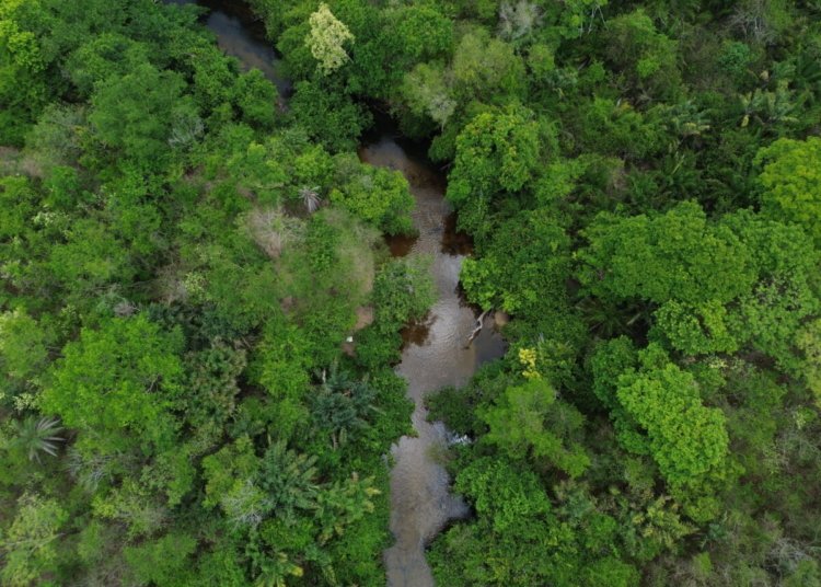 Brasil registra queda de 31% na área atingida pelo fogo ao longo de 2025