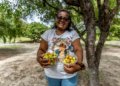 Catadoras de mangaba enfrentam cerco imobiliário para salvar tradição em Aracaju