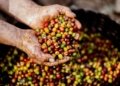 Close-up of hands holding freshly harvested coffee cherries in Mexico. Vibrant colors symbolize a fruitful harvest.