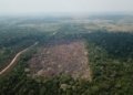Desmatamento na Amazônia recua 35% em junho e consolida tendência de queda no ano