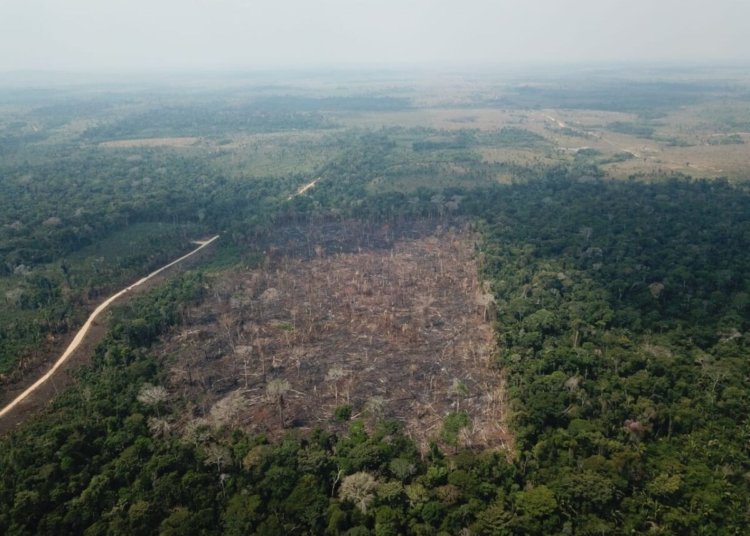 Desmatamento na Amazônia recua 35% em junho e consolida tendência de queda no ano