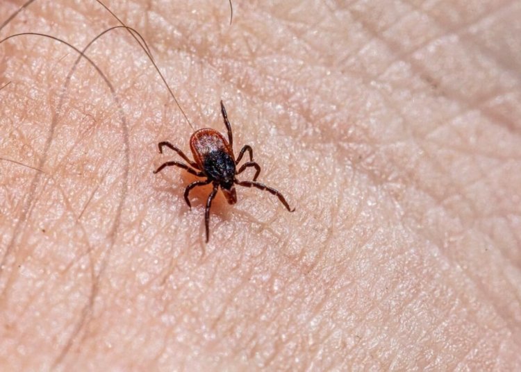 Detailed macro shot of a castor bean tick crawling on human skin, highlighting the insect's small size and potential danger.