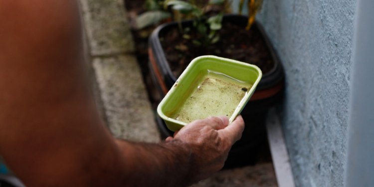 El Niño ameaça elevar surtos de dengue e chikungunya em todo o território nacional