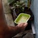 El Niño ameaça elevar surtos de dengue e chikungunya em todo o território nacional