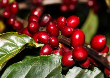Exportações vitais do Brasil escapam de nova sobretaxa de 25% aplicada pelos Estados Unidos
