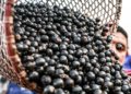 Exportadores brasileiros de frutas congeladas e polpas ganham acesso facilitado à China