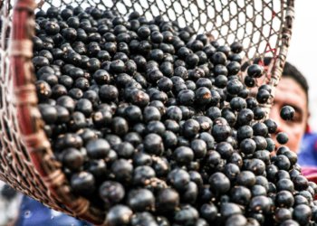 Exportadores brasileiros de frutas congeladas e polpas ganham acesso facilitado à China