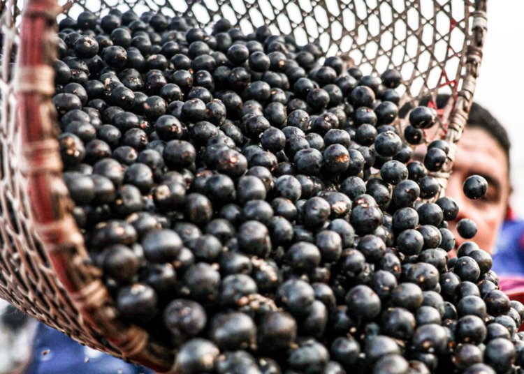 Exportadores brasileiros de frutas congeladas e polpas ganham acesso facilitado à China
