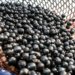 Exportadores brasileiros de frutas congeladas e polpas ganham acesso facilitado à China