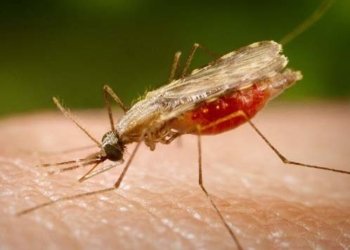 Pesquisadores da Fiocruz identificam alvos proteicos para uma vacina universal contra malária