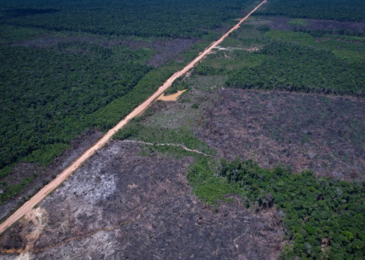 Queda no desmatamento da Amazônia desafia justificativa americana para novas tarifas