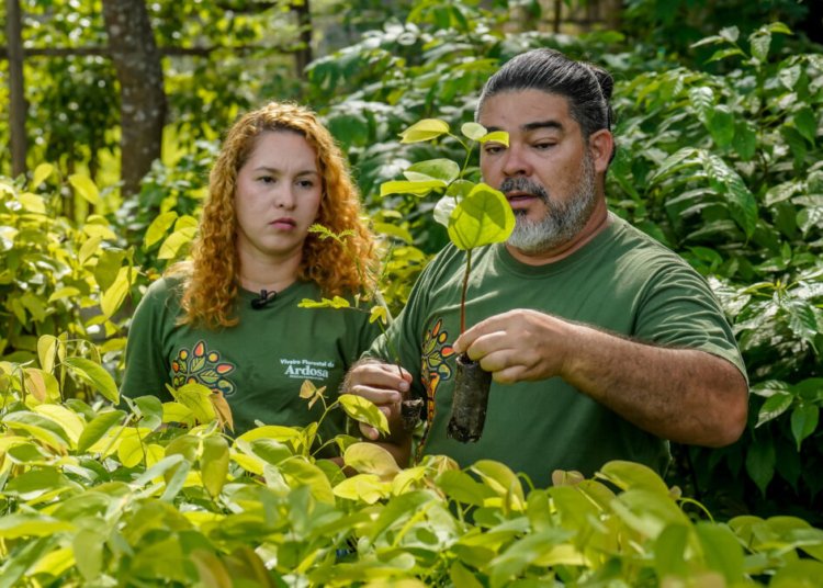 Reflorestamento da Amazônia ganha fôlego com produção em escala de mudas nativas no Pará