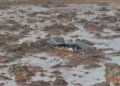 Samarco estende prazo do programa de indenizações do rompimento da barragem de Fundão