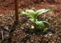 Sesi Lab integra sistema agroflorestal à paisagem da Esplanada dos Ministérios em Brasília