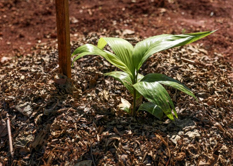 Sesi Lab integra sistema agroflorestal à paisagem da Esplanada dos Ministérios em Brasília