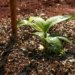 Sesi Lab integra sistema agroflorestal à paisagem da Esplanada dos Ministérios em Brasília