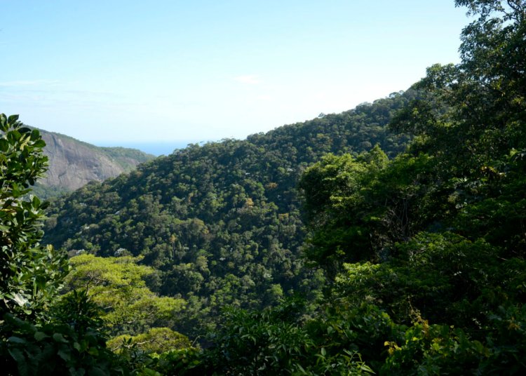 Transição ecológica atrai R$ 500 bilhões para consolidar nova economia verde no Brasil
