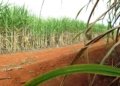 Bahia pode gerar hidrogênio verde a partir de resíduos de mandioca, cana e dendê