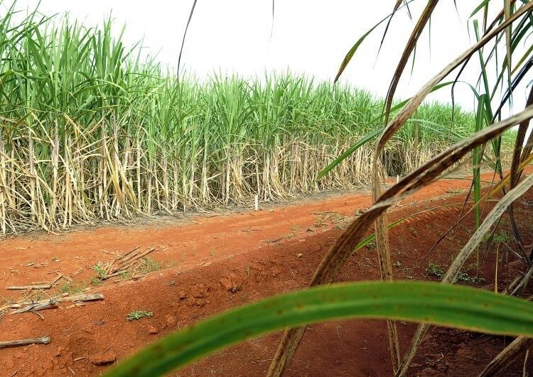 Bahia pode gerar hidrogênio verde a partir de resíduos de mandioca, cana e dendê