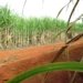 Bahia pode gerar hidrogênio verde a partir de resíduos de mandioca, cana e dendê