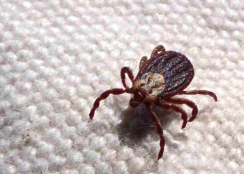 Febre maculosa provoca 18 mortes em São Paulo nos primeiros sete meses de 2023