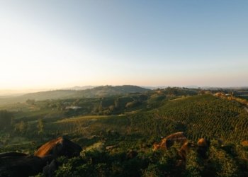 scenic vineyard landscape at sunset