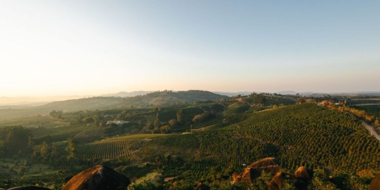 scenic vineyard landscape at sunset