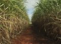 Produção de cana-de-açúcar deve alcançar 705,2 milhões de toneladas na safra 2026/2027