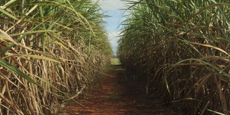Produção de cana-de-açúcar deve alcançar 705,2 milhões de toneladas na safra 2026/2027