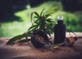 Cannabis medicinal no Brasil sofre com falhas e 80% dos pacientes perdem acesso a tratamento