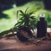 Cannabis medicinal no Brasil sofre com falhas e 80% dos pacientes perdem acesso a tratamento