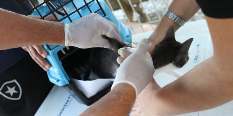 Caso de raiva em cão no Rio de Janeiro acende alerta sobre importância da vacinação