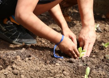 Entidades pressionam candidatos em São Paulo por compromissos com a agenda da agroecologia