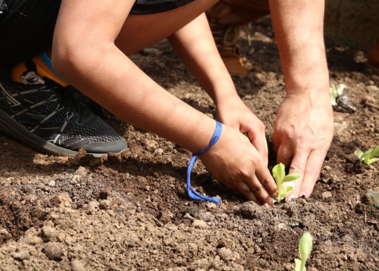 Entidades pressionam candidatos em São Paulo por compromissos com a agenda da agroecologia