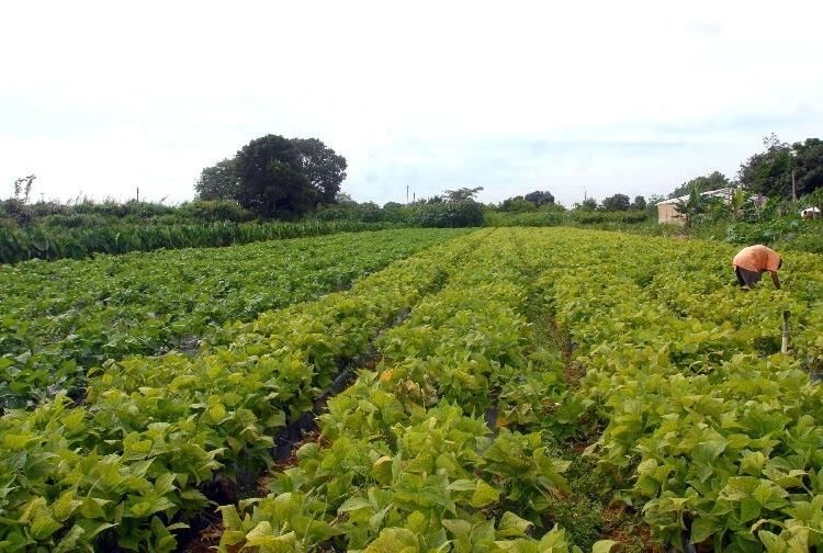 Governo injeta R$ 64,3 milhões em crédito para combate à fome e povos indígenas