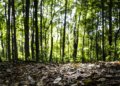 Produção florestal brasileira registra valor recorde de R$ 47,9 bilhões em 2025