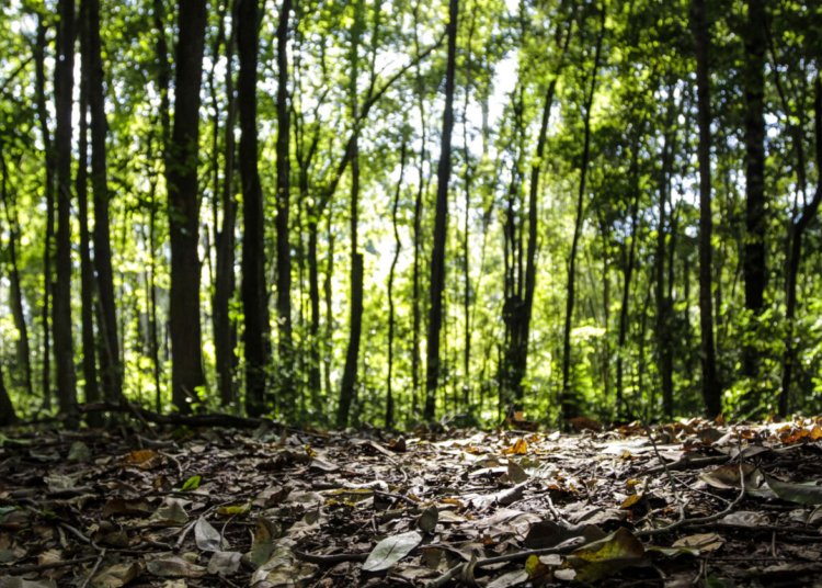 Produção florestal brasileira registra valor recorde de R$ 47,9 bilhões em 2025