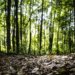 Produção florestal brasileira registra valor recorde de R$ 47,9 bilhões em 2025