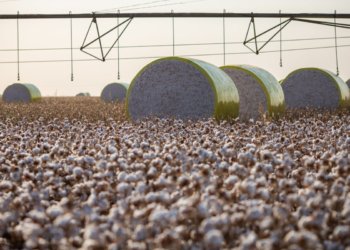 Sapezal desiste de Sorriso e assume a liderança do agro brasileiro em 2025