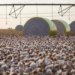 Sapezal desiste de Sorriso e assume a liderança do agro brasileiro em 2025