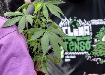 Tráfico de drogas resulta no dobro de prisões preventivas comparado a outros crimes