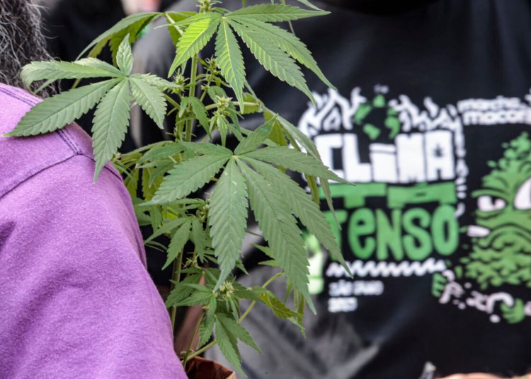 Tráfico de drogas resulta no dobro de prisões preventivas comparado a outros crimes