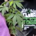 Tráfico de drogas resulta no dobro de prisões preventivas comparado a outros crimes