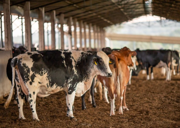 União Europeia suspende importação de carnes e produtos de origem animal do Brasil