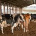 União Europeia suspende importação de carnes e produtos de origem animal do Brasil