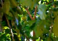 Chuva excessiva e calor disparam preço do limão no atacado com altas de até 374%
